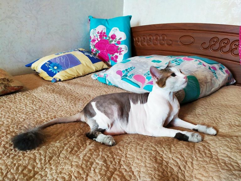 Кот Лёша Кот Лёша