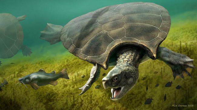 Графическая реконструкция гигантской черепахи Stupendemys geographicus - самец (спереди) и самка (слева), плавающие в пресной воде Графическая реконструкция гигантской черепахи Stupendemys geographicus - самец (спереди) и самка (слева), плавающие в пресной воде