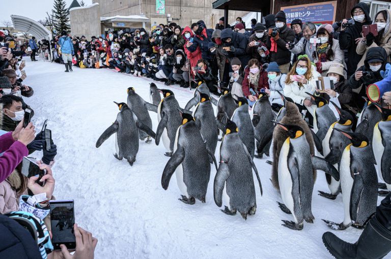 Королевские пингвины в японском зоопарке Королевские пингвины в японском зоопарке