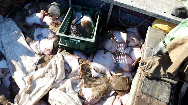 Незаконный вылов камбалы в Азовском море украинским судном Незаконный вылов камбалы в Азовском море украинским судном