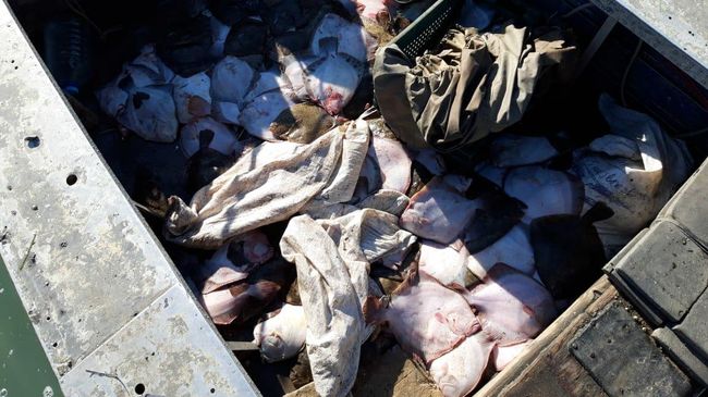 Незаконный вылов камбалы в Азовском море украинским судном Незаконный вылов камбалы в Азовском море украинским судном