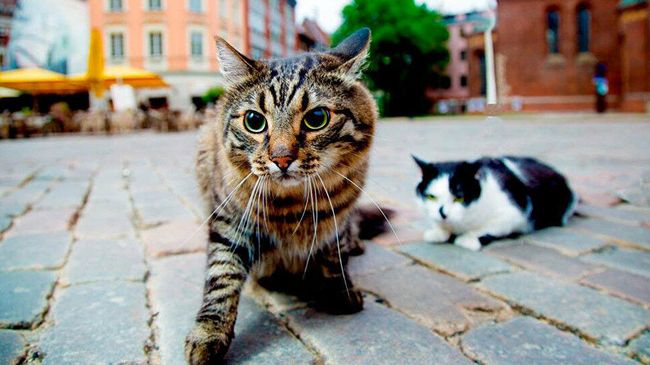 Официальные рижские коты Кузя и Мурис Официальные рижские коты Кузя и Мурис