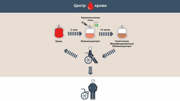 Схема получения и применения генетически модифицированного лейкоконцентрата