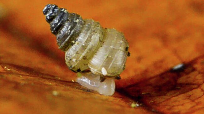 Улитка Craspedotropis gretathunbergae Улитка Craspedotropis gretathunbergae