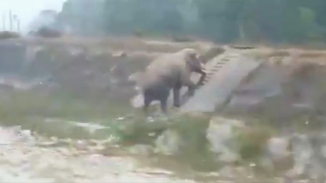 Стоп-кадр видео, поднимающегося по лестнице слона Стоп-кадр видео, поднимающегося по лестнице слона