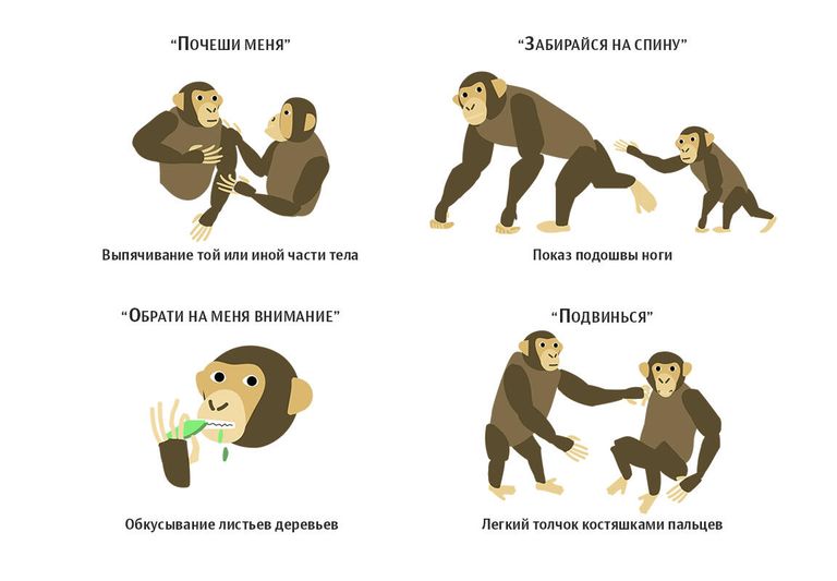Жесты шимпанзе