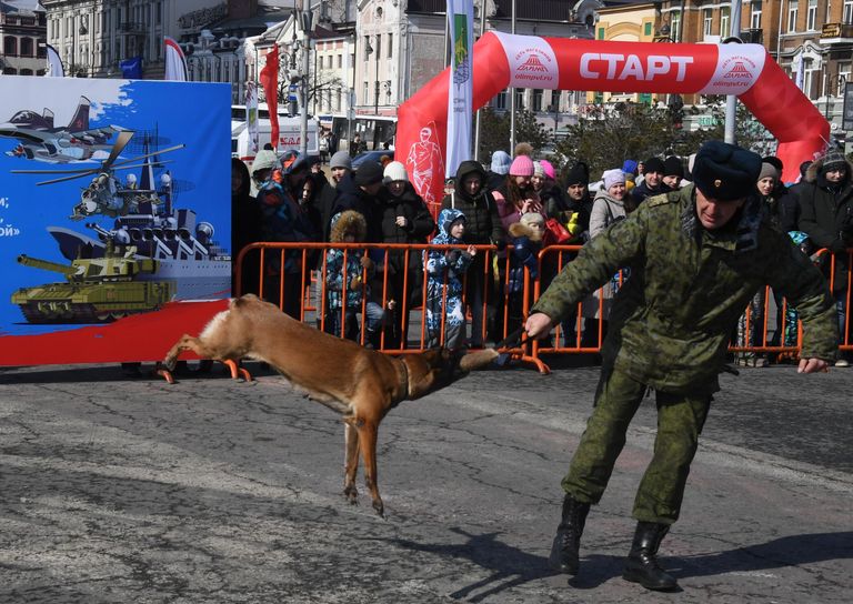Кинолог с собакой во время демонстрационных выступлений на праздничных мероприятиях в честь Дня защитника отечества во Владивостоке Кинолог с собакой во время демонстрационных выступлений на праздничных мероприятиях в честь Дня защитника отечества во Владивостоке