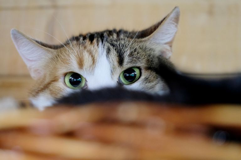 Приют для животных в Кусково