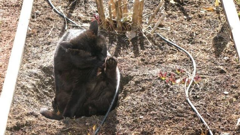 Кошка в Аптекарском огороде Кошка в Аптекарском огороде