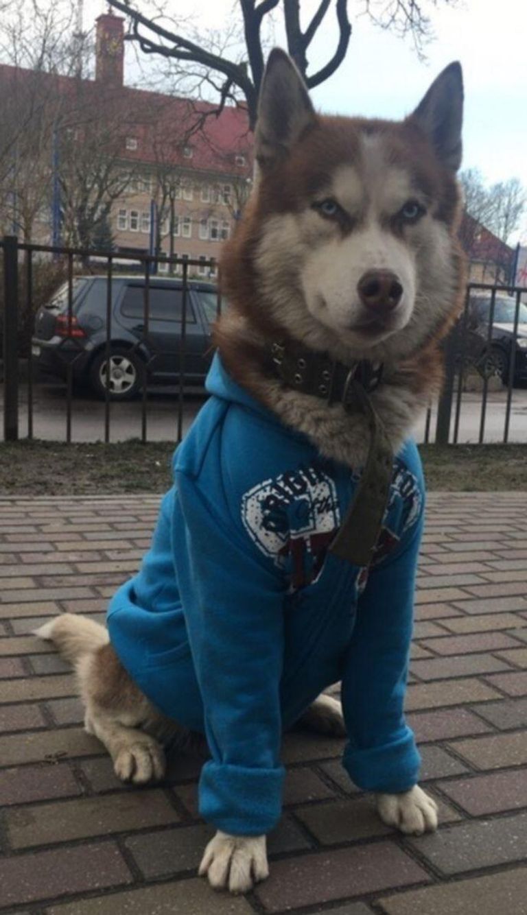 Собака породы хаски в Калининграде Собака породы хаски в Калининграде