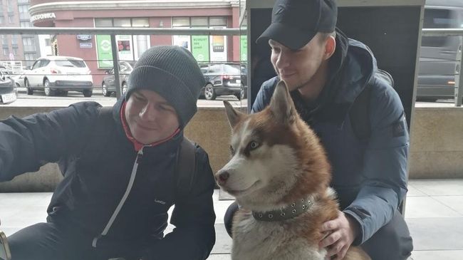 Собака породы хаски в Калининграде Собака породы хаски в Калининграде