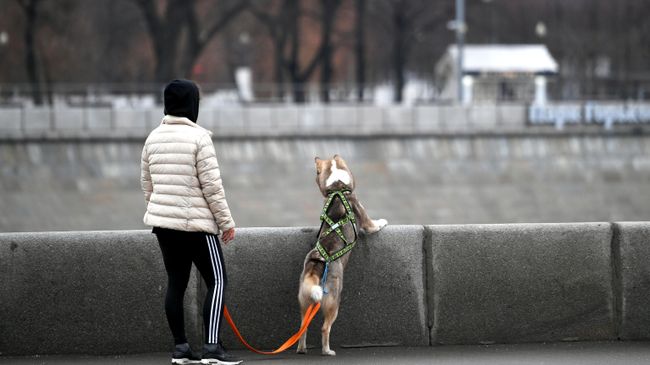 Девушка гуляет с собакой по набережной Девушка гуляет с собакой по набережной