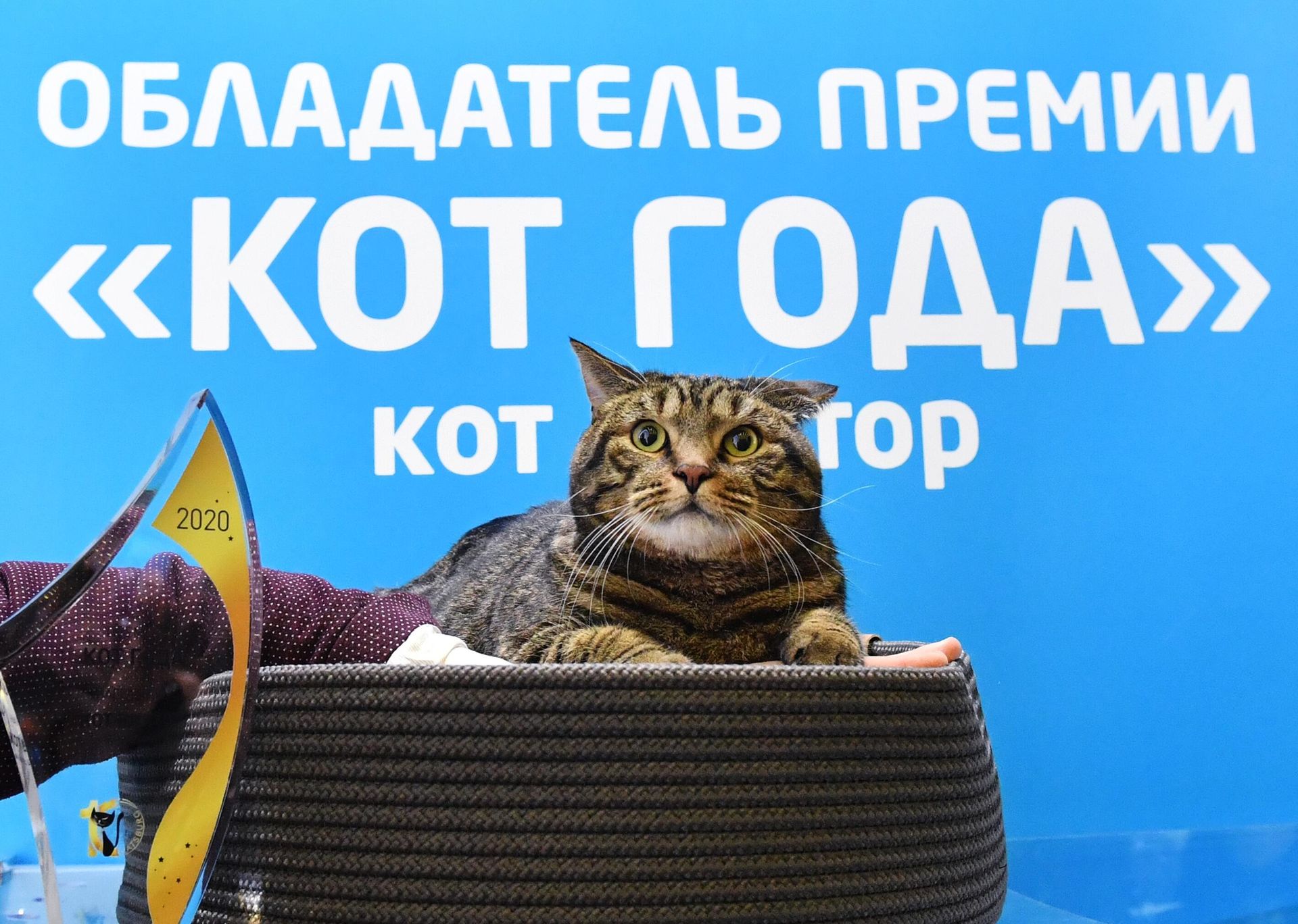 Кот по кличке Виктор, получивший премию Кот года 2020, на международной выставке Кэтсбург в выставочном центре Крокус Экспо в Красногорске - РИА Новости, 1920, 22.01.2024