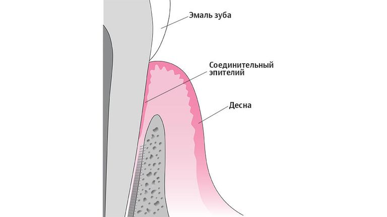 Соединительный эпителий