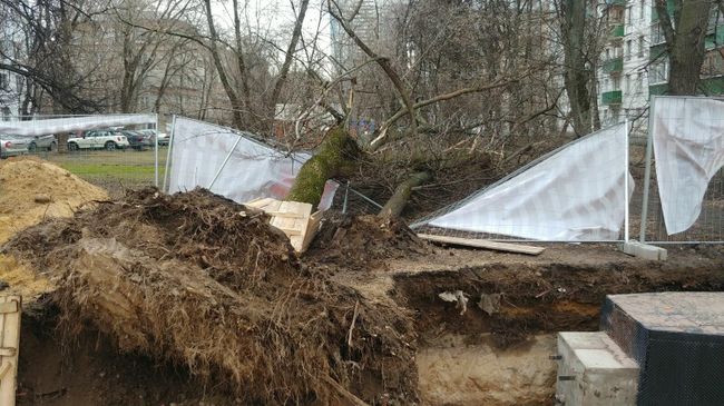 На Бойцовой улице в Москве из-за сильного ветра упало дерево. 13 марта 2020 На Бойцовой улице в Москве из-за сильного ветра упало дерево. 13 марта 2020