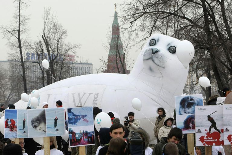 Акция в защиту тюленей Не бей лежачего!