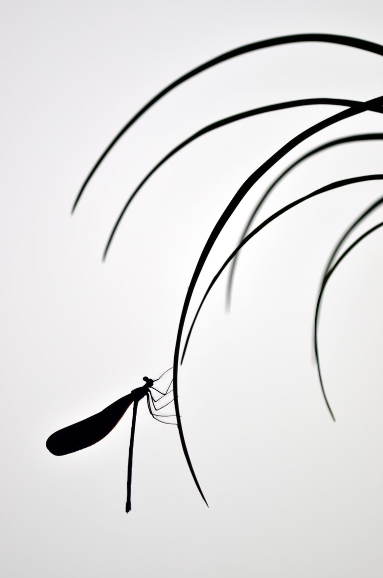 Minghui Yuan. Работа победителя конкурса Nature TTL Photographer of the Year 2020 Minghui Yuan. Работа победителя конкурса Nature TTL Photographer of the Year 2020