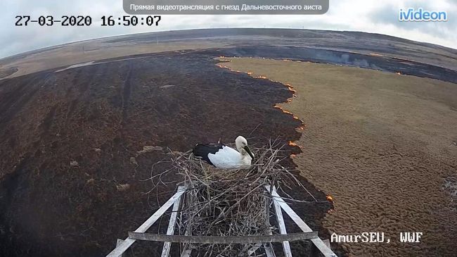 Аисты переживают первую волну пожаров в Приамурье Аисты переживают первую волну пожаров в Приамурье