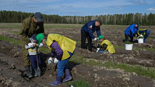 Посадка саженцев хвойных пород деревьев