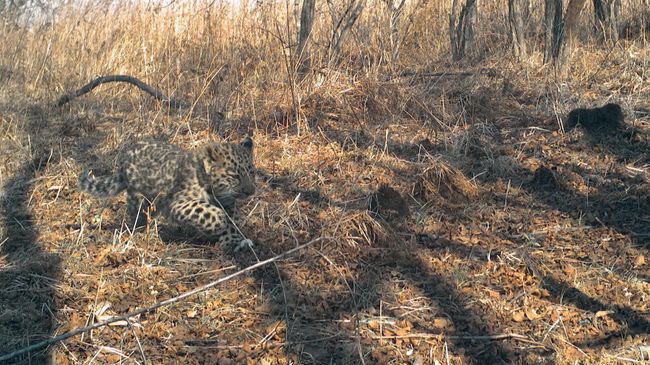 Котёнка леопарда спасли от пожара на юге Приморья Котёнка леопарда спасли от пожара на юге Приморья