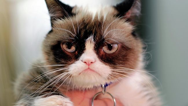 Сердитый кот (Grumpy Cat)
