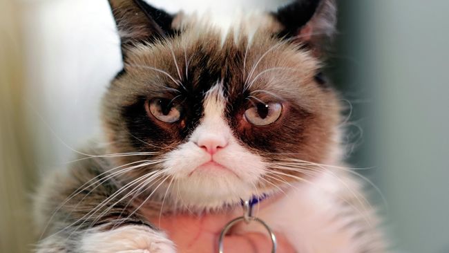 Сердитый кот (Grumpy Cat) Сердитый кот (Grumpy Cat)