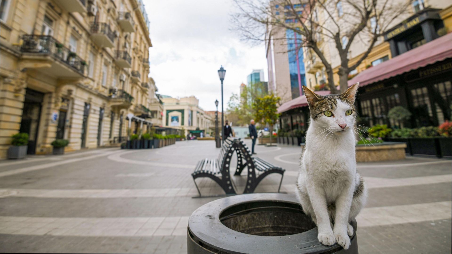 Кошка на опустевшей улице города Баку Кошка на опустевшей улице города Баку - РИА Новости, 1920, 16.01.2021