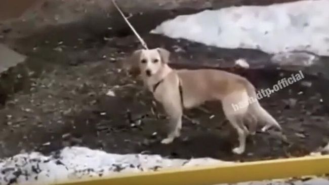 Кадр из видео выгула собаки из окна квартиры в Уфе Кадр из видео выгула собаки из окна квартиры в Уфе