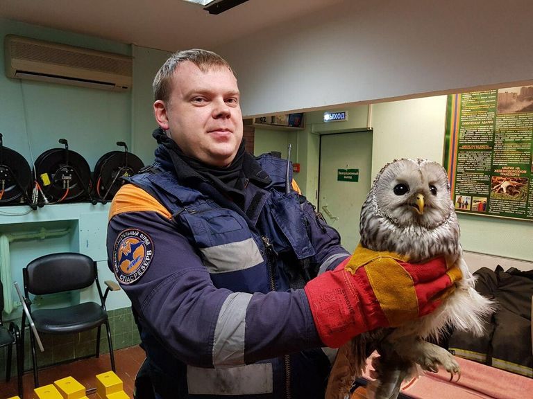 Московские спасатели достали с чердака жилого дома заблудившуюся сову