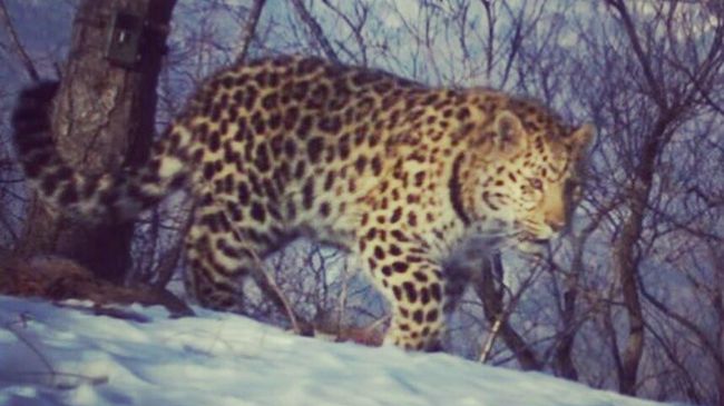Дальневосточный леопард Leo 114F в национальном парке Земля леопарда в Приморском крае Дальневосточный леопард Leo 114F в национальном парке Земля леопарда в Приморском крае