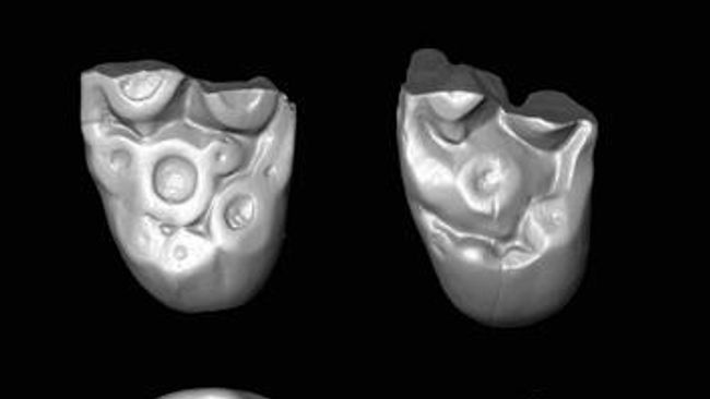 Обломки зубов египетских обезьян Ucayalipithecus из олигоценовых отложений Перу Обломки зубов египетских обезьян Ucayalipithecus из олигоценовых отложений Перу