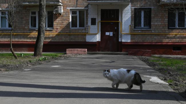 Кот гуляет во дворе на одной из улиц в Москве Кот гуляет во дворе на одной из улиц в Москве