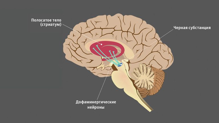 Черная субстанция в человеческом мозге