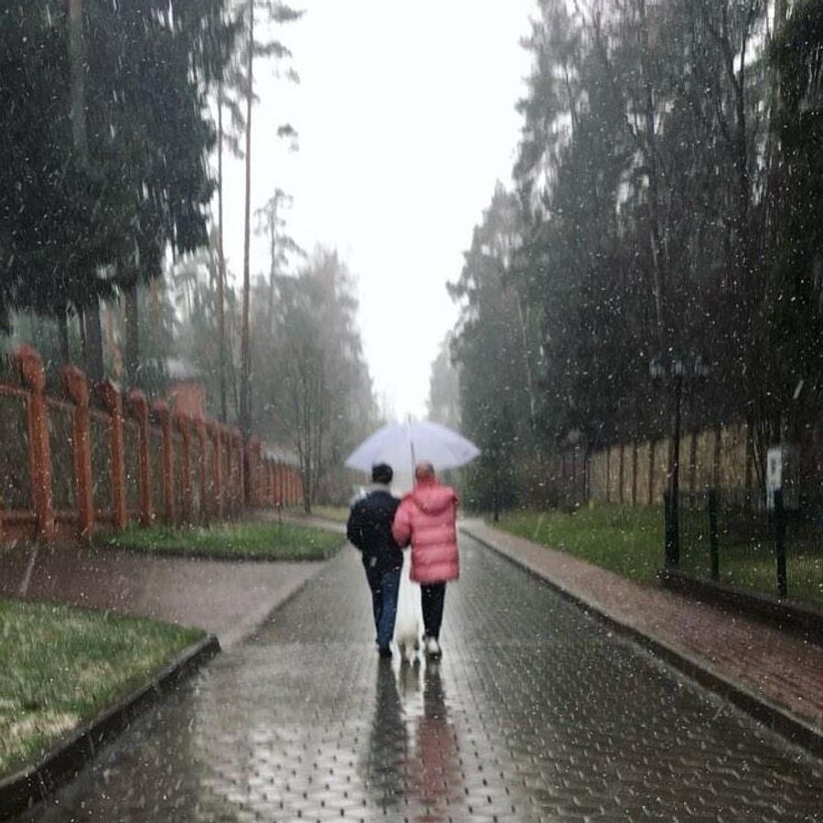 Собака выгуливает хозяев во время карантина