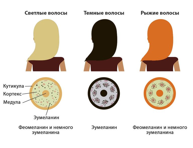 Структура и цвет волос Структура и цвет волос