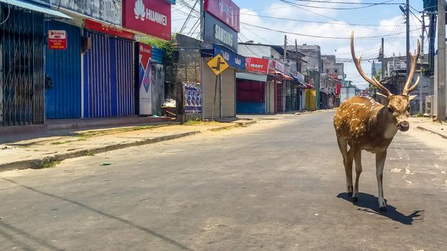 Дикий олень на пустынной улице в портовом городе Тринкомали, Шри-Ланка Дикий олень на пустынной улице в портовом городе Тринкомали, Шри-Ланка