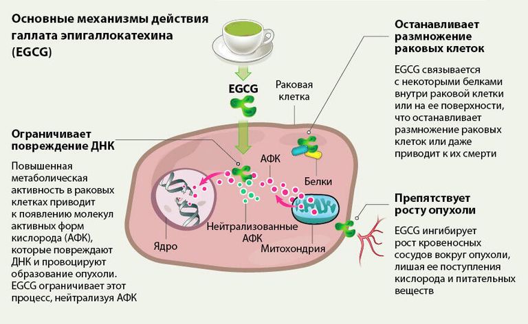 Основные механизмы действия галлата эпигаллокатехина Основные механизмы действия галлата эпигаллокатехина