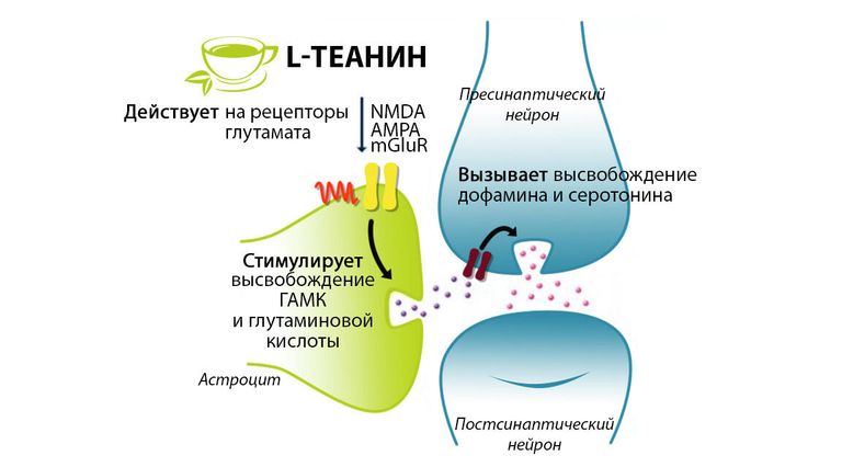 Нейробиологический механизм действия L-теанина Нейробиологический механизм действия L-теанина
