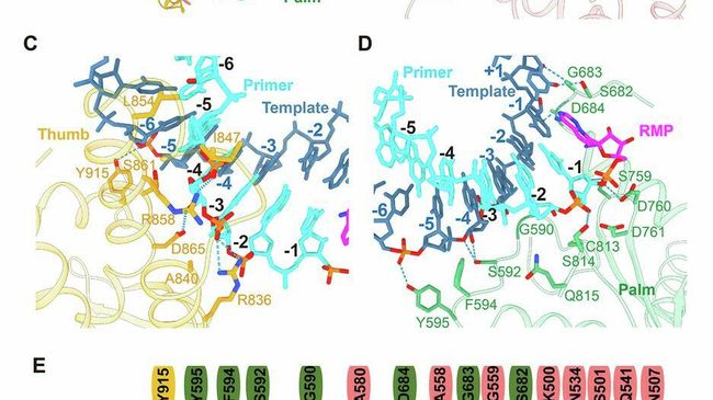 RNA Recognition by the RdRp complex RNA Recognition by the RdRp complex
