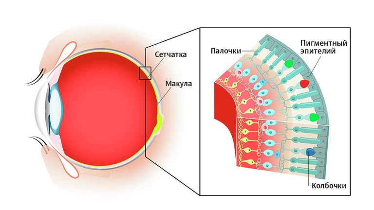 Строение сетчатки глаза