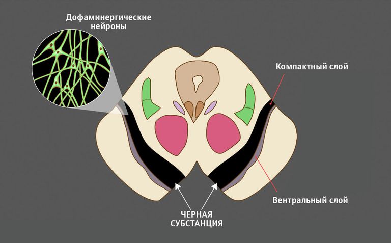 Средний мозг