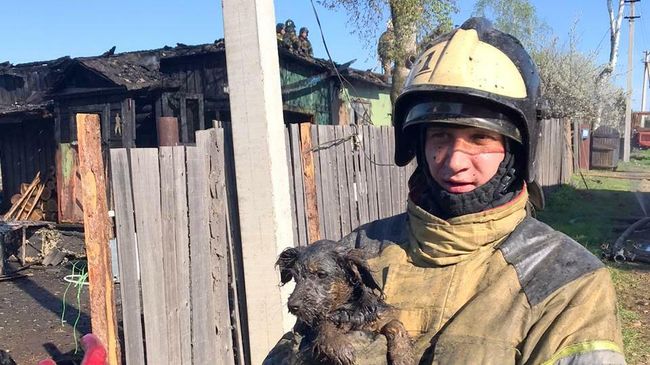 Сотрудник МЧС со щенком на руках, спасенным из пожара в Биробиджане Сотрудник МЧС со щенком на руках, спасенным из пожара в Биробиджане
