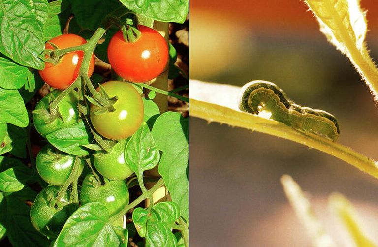 Куст томата и гусеница Spodoptera exigua