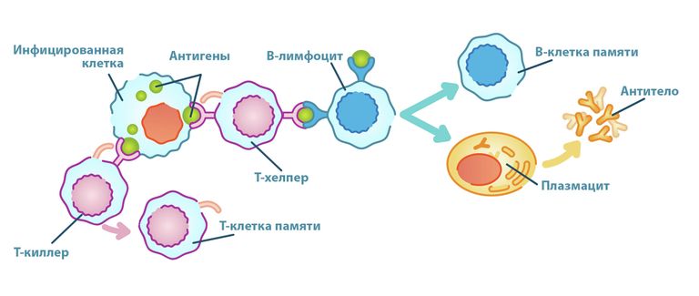 Иммунитет к коронавирусу