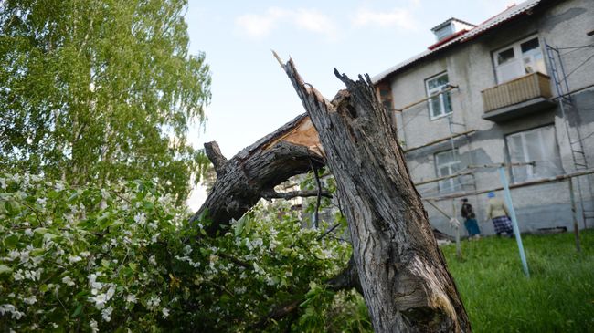 Сломанное дерево Сломанное дерево