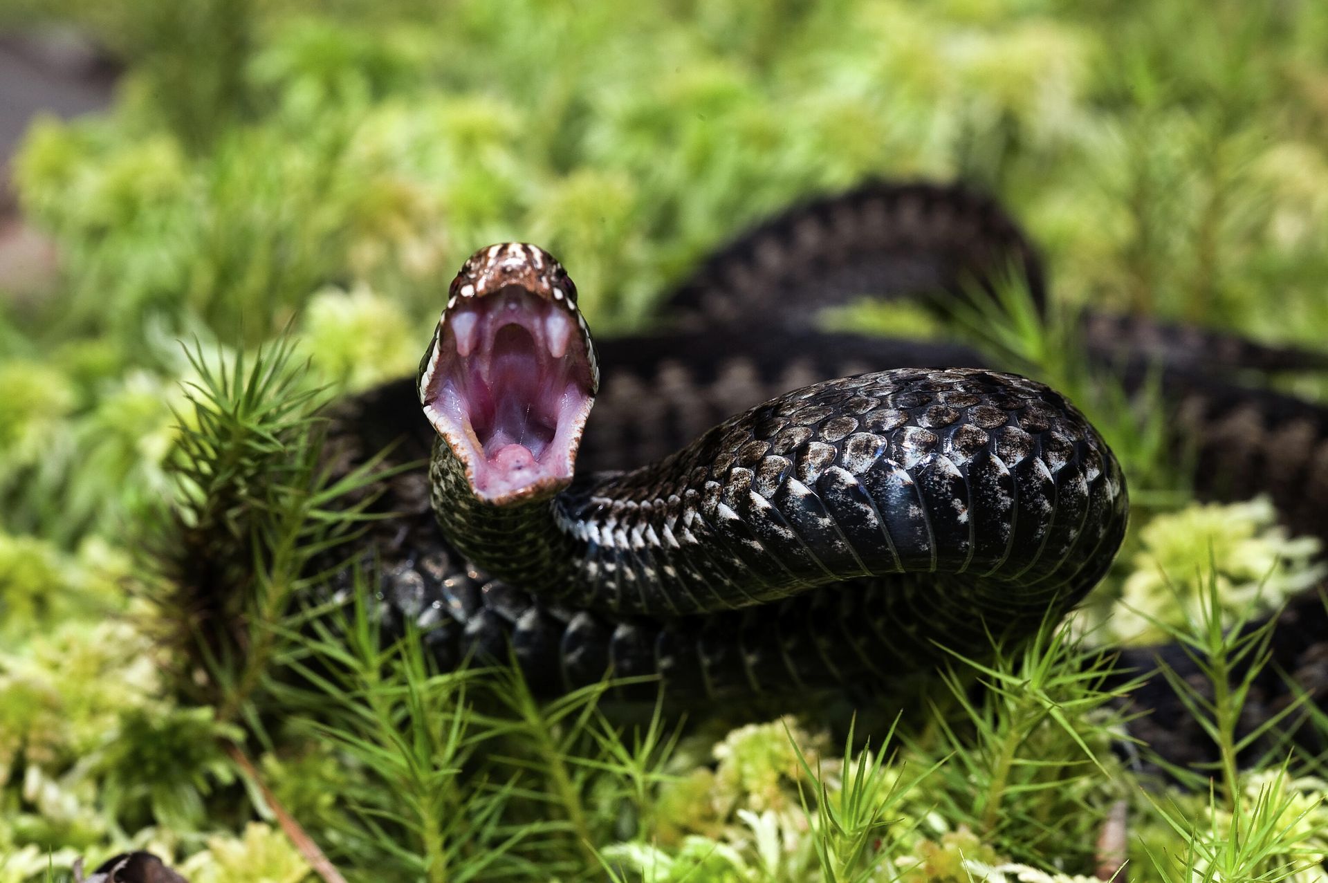 Гадюка  - РИА Новости, 1920, 25.04.2023