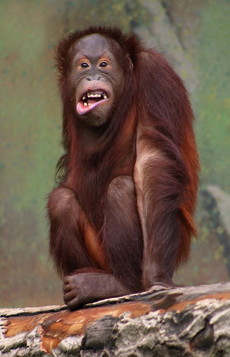 Калимантанский орангутан Pongo pygmaeus Калимантанский орангутан Pongo pygmaeus