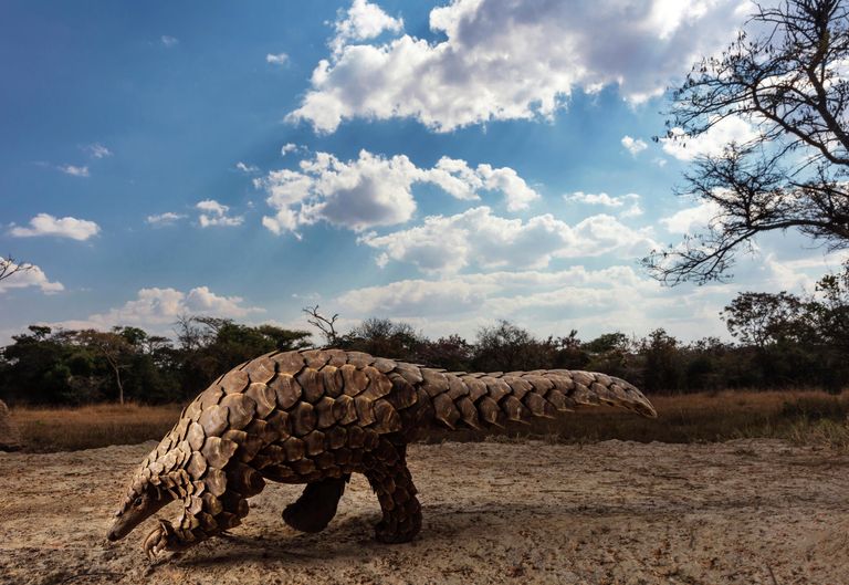 Brent Stirton. Работа победителя конкурса Sony World Photography Awards 2020