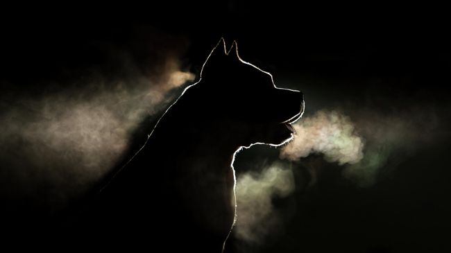 Собака порды стафордширский терьер