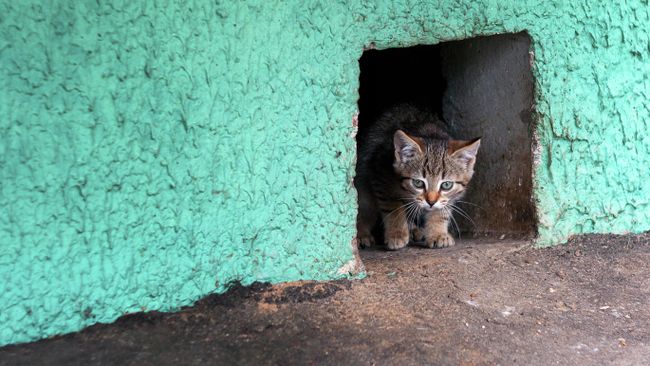 Бездомный котенок Бездомный котенок